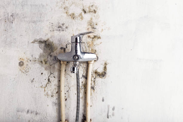 Best Toxic Mold Removal  in Desert Palms, CA