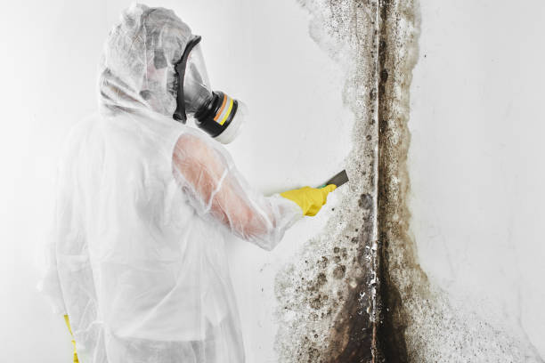 Certified Mold Removal in Desert Palms, CA