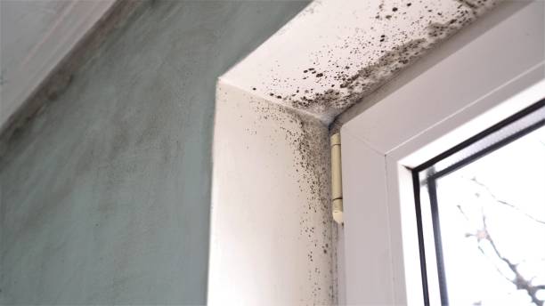 Best Mold Damage Repair  in Desert Palms, CA