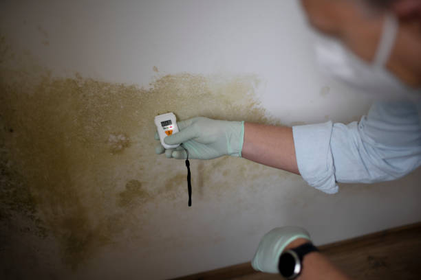 Best Mold Cleaning Services  in Desert Palms, CA