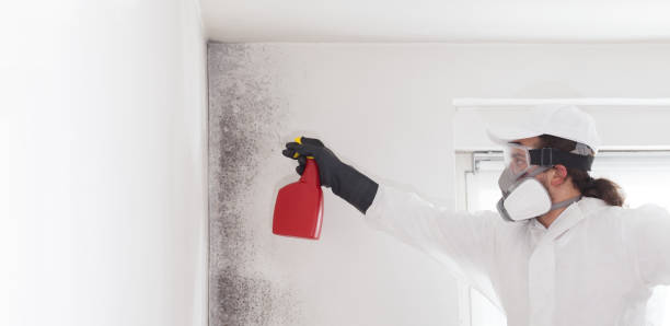 Best Crawl Space Mold Removal  in Desert Palms, CA