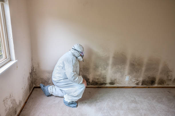 Mold Removal and Inspection in Desert Palms, CA