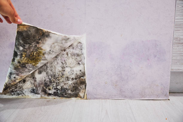 Best Mold Removal and Inspection  in Desert Palms, CA